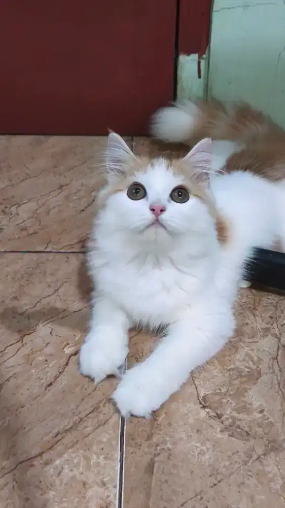 Persia Jantan Muka Cantik