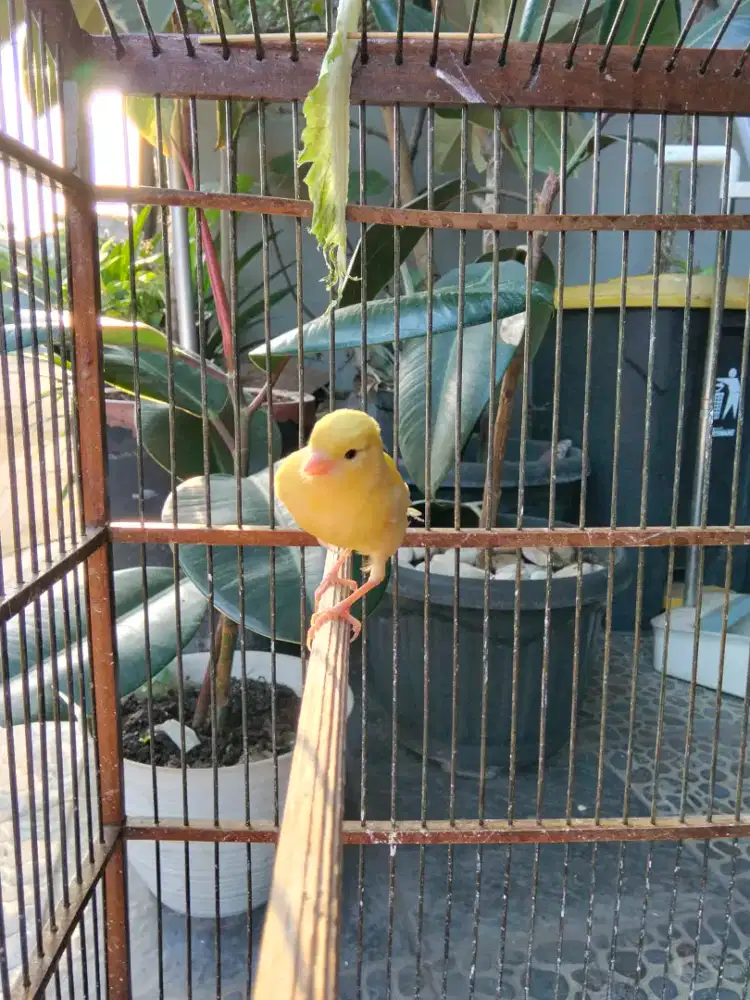 Kenari Paud Stabilo