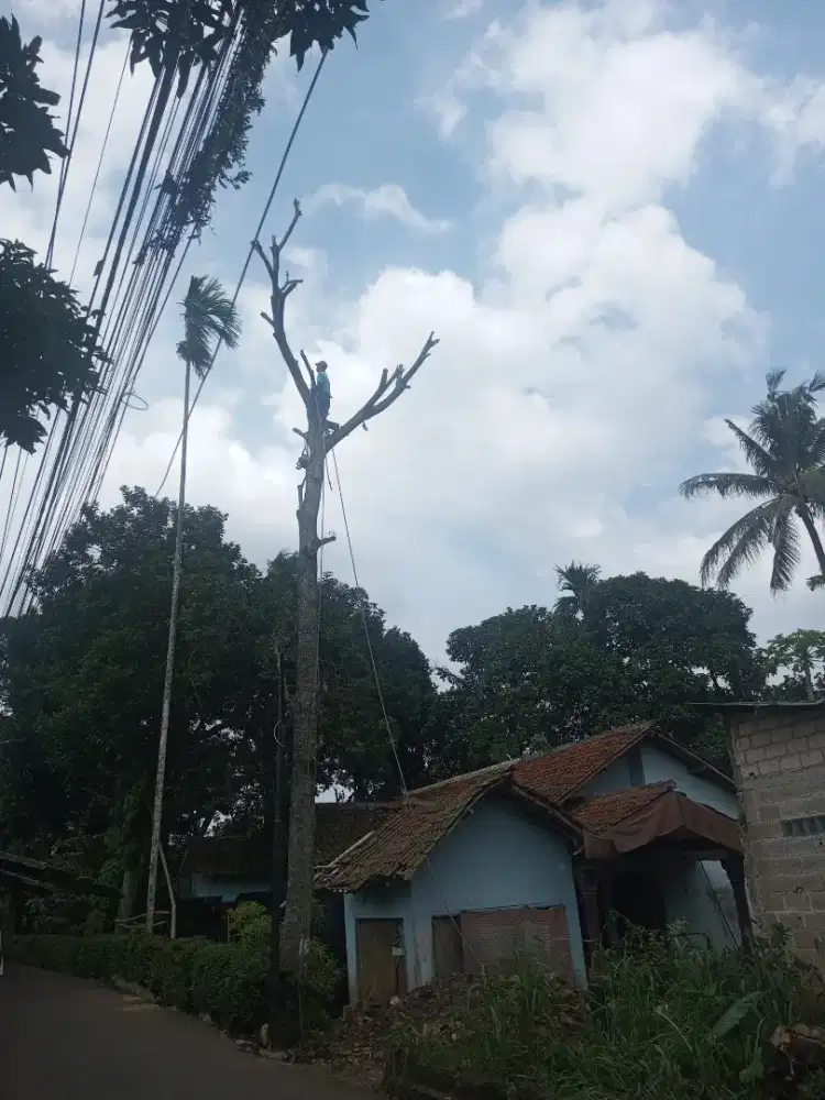 Jasa tebang pohon & galih akar