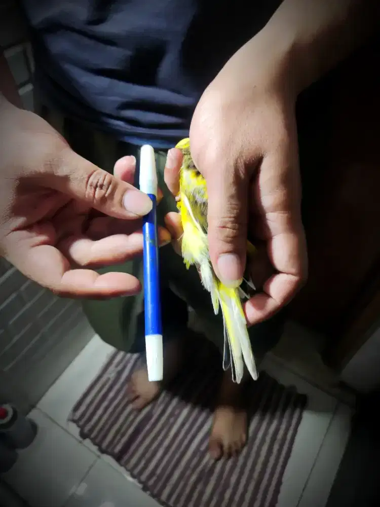 Kenari F2Ys Kuning Podang Bon Simetris Gacor