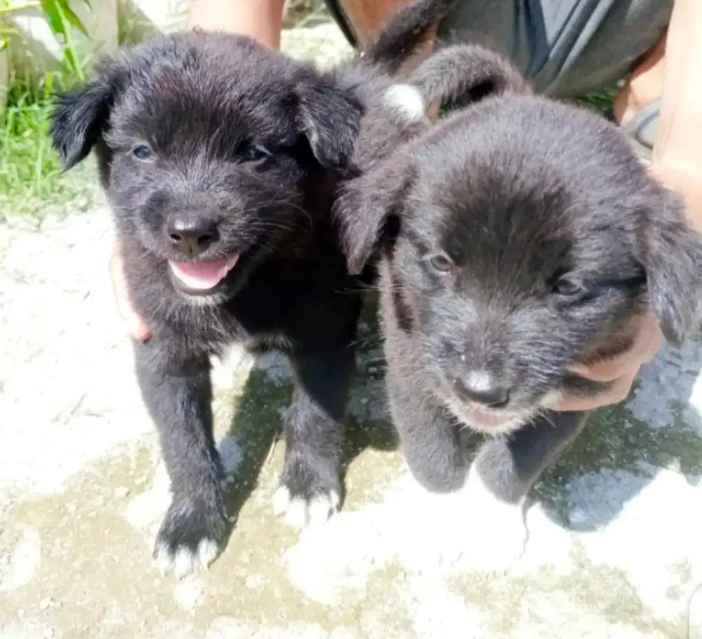 DIJUAL ANJING CAMPURAN SEHAT DI MEDAN AMPLAS