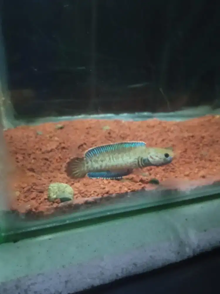 Channa andrao/blue andrao