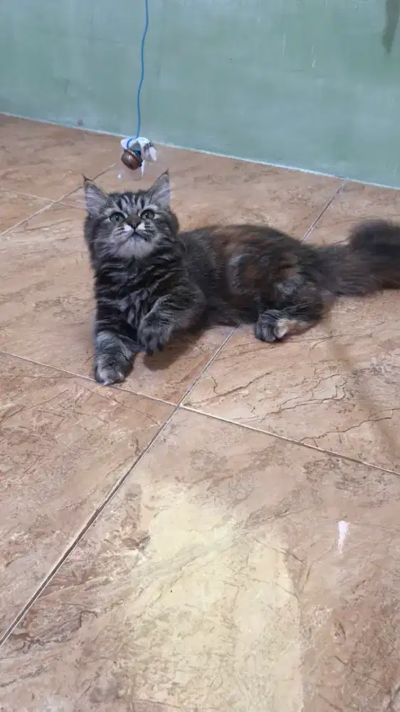 Munchkin Betina Tortie