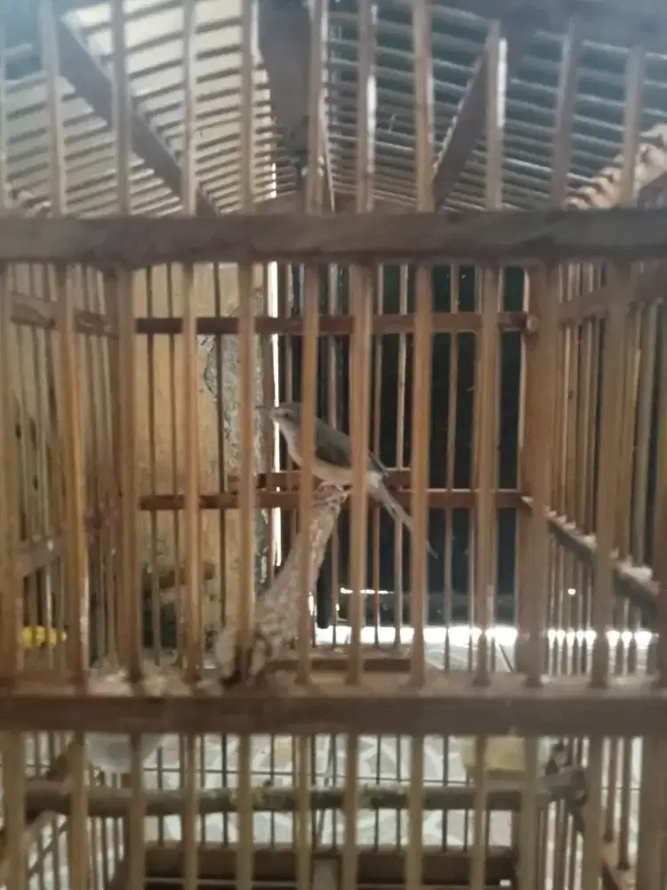 burung cisaw siapa tau ada yg minat