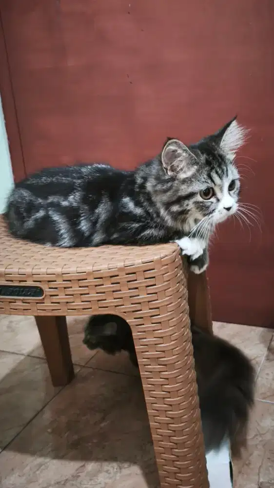 Kucing Munchkin Jantan