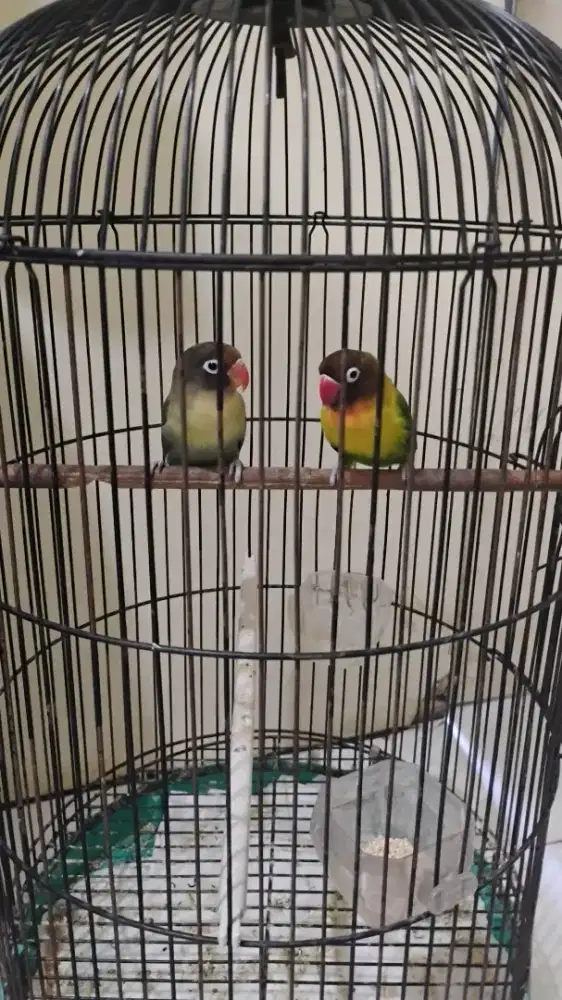 Lovebird Sepasang Berkualitas, Sehat Gemuk Lincah Mulus, Dijual Murah