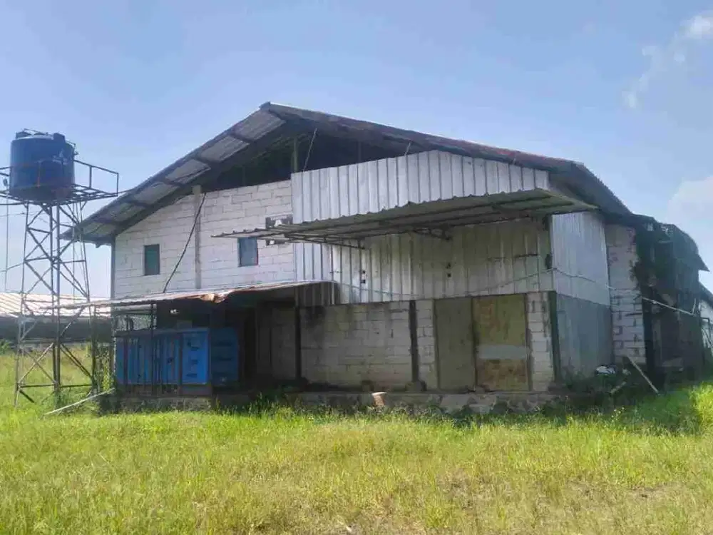dijual peternakan ayam boiler disumedang