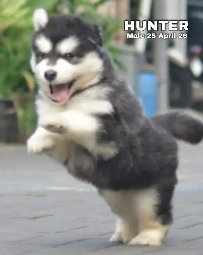 Siberian husky abu jantan •HUNTER•