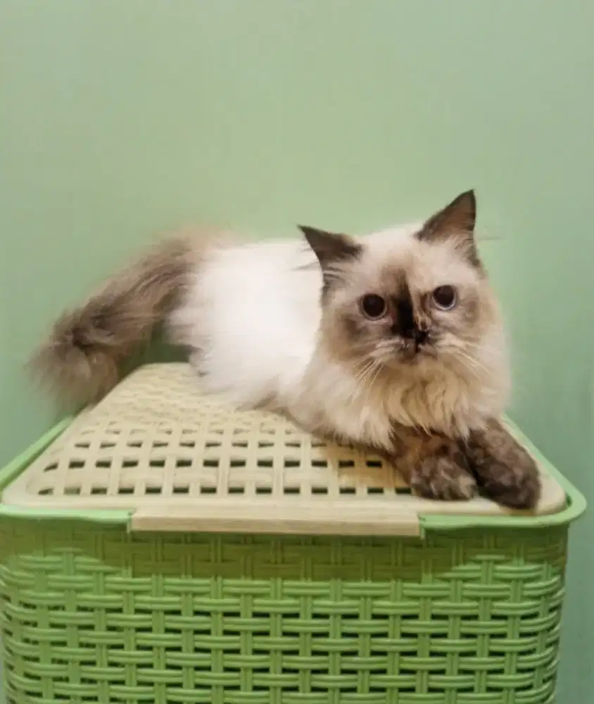 Kitten Himalaya