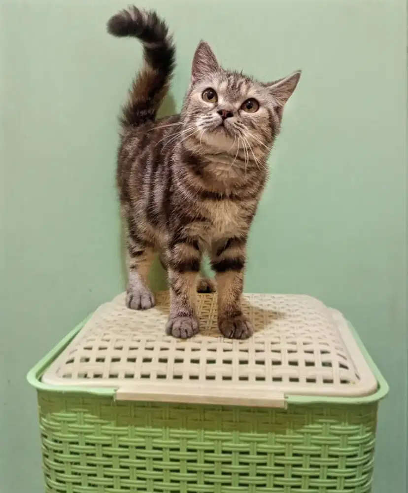 Kitten Munchkin NS