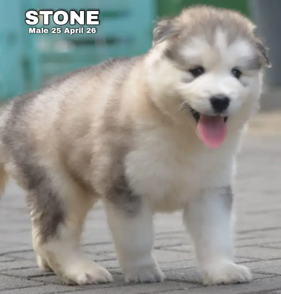 Siberian husky abu jantan •STONE•