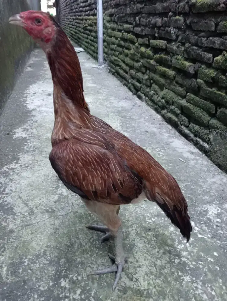 Ayam Betina Bangkok Silangan mangon