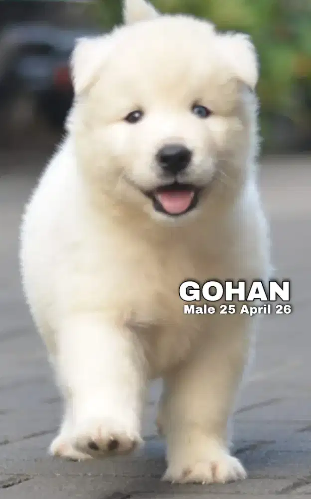 Siberian husky putih jantan •GOHAN•