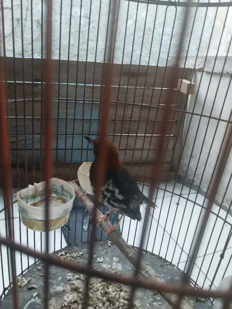 Burung Anis Kembang