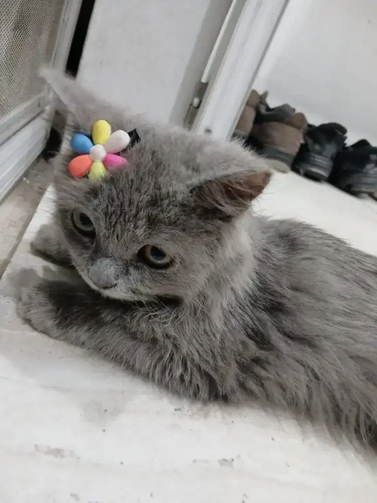 adopsi brithis longhair betina 3 bln blue solid