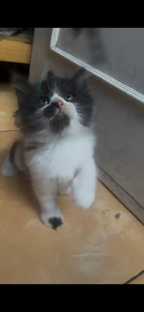 Kucing persia kitten