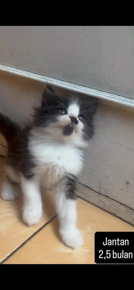 Kucing persia kitten