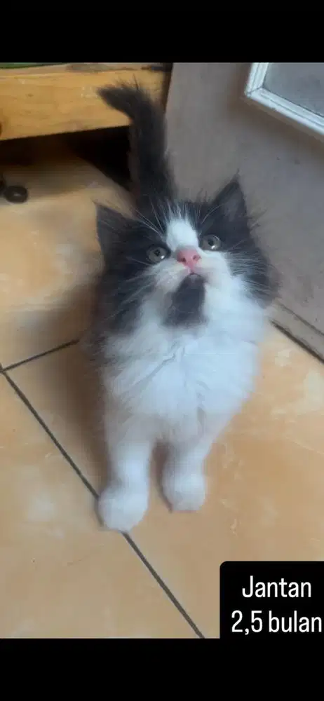 Kucing persia kitten
