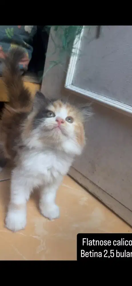 Flatnose calico kitten