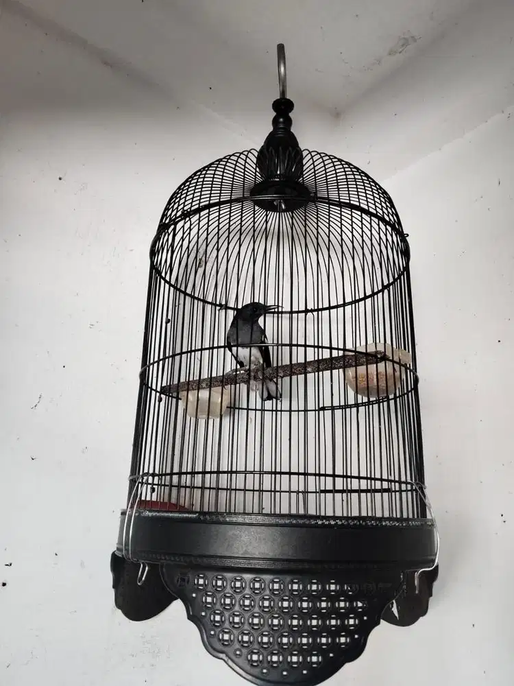 Burung kacer sepasang siap ternak