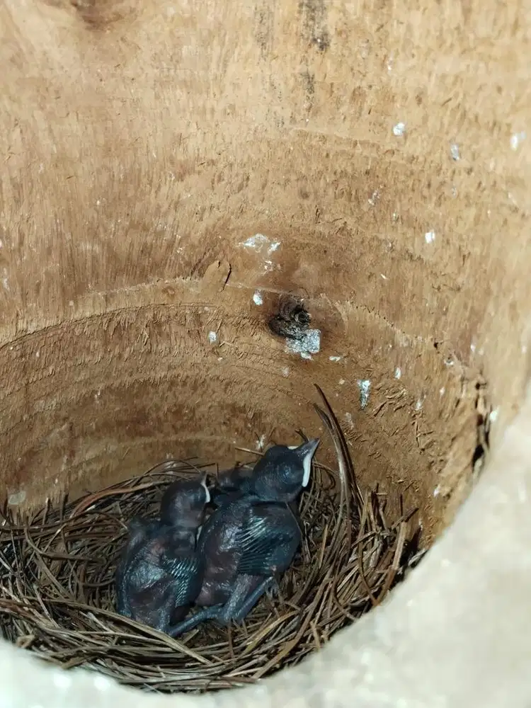 Burung kacer sepasang siap ternak