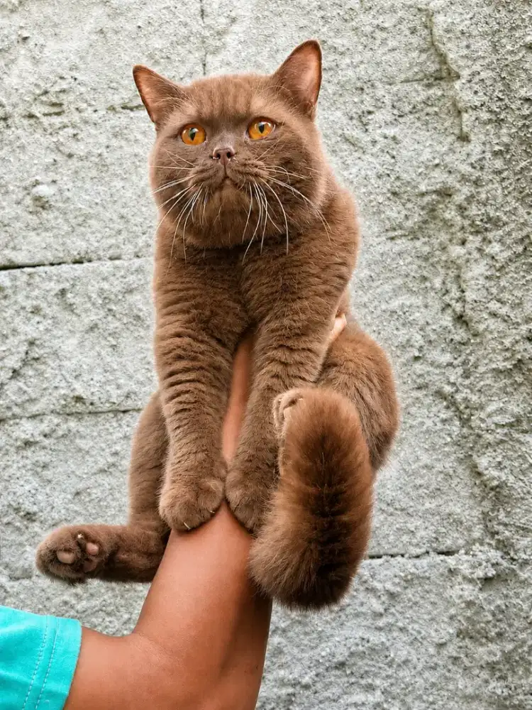 British shorthair cinamon 12 bulan jantan