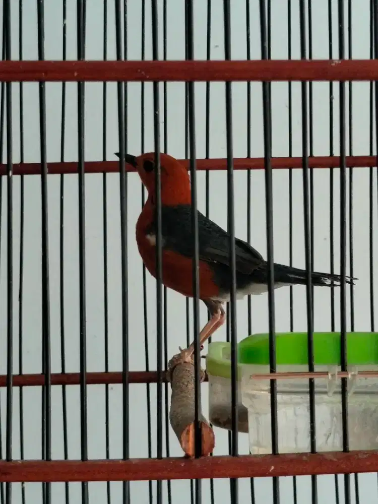 Anis merah ring wn mata satunya gak klihatan