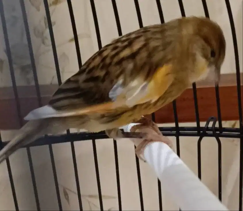 kenari jantan di medan