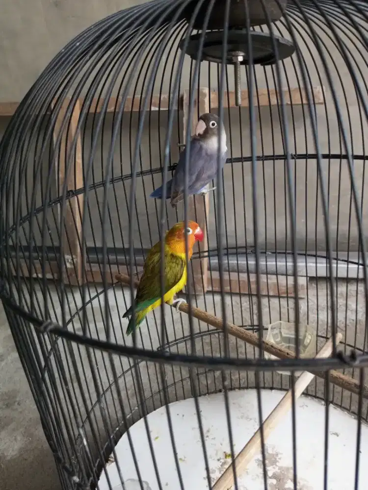 Lovebird Ewing green & violet