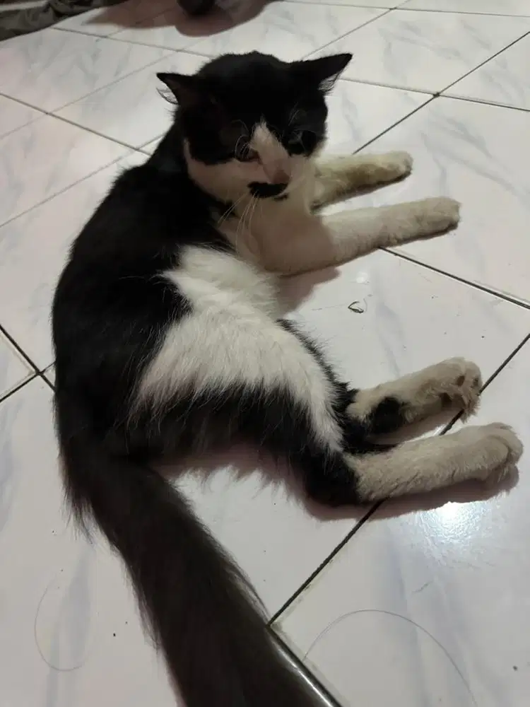 Kucing bicolor umur 2 tahun