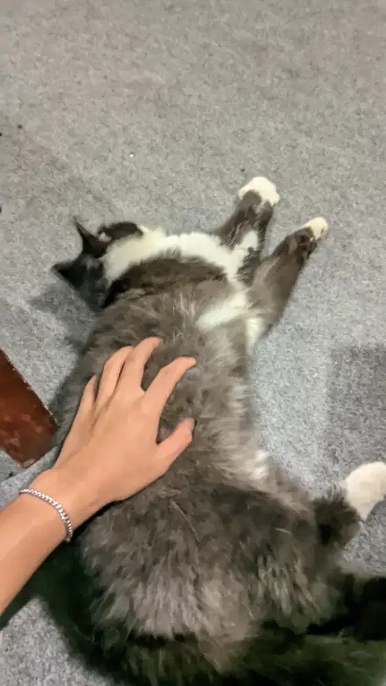 kucing lucu berbulu panjang