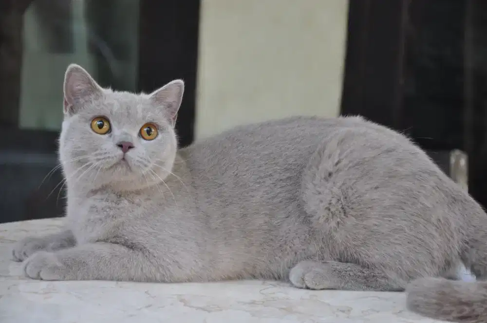 Bsh lilac betina Nonped