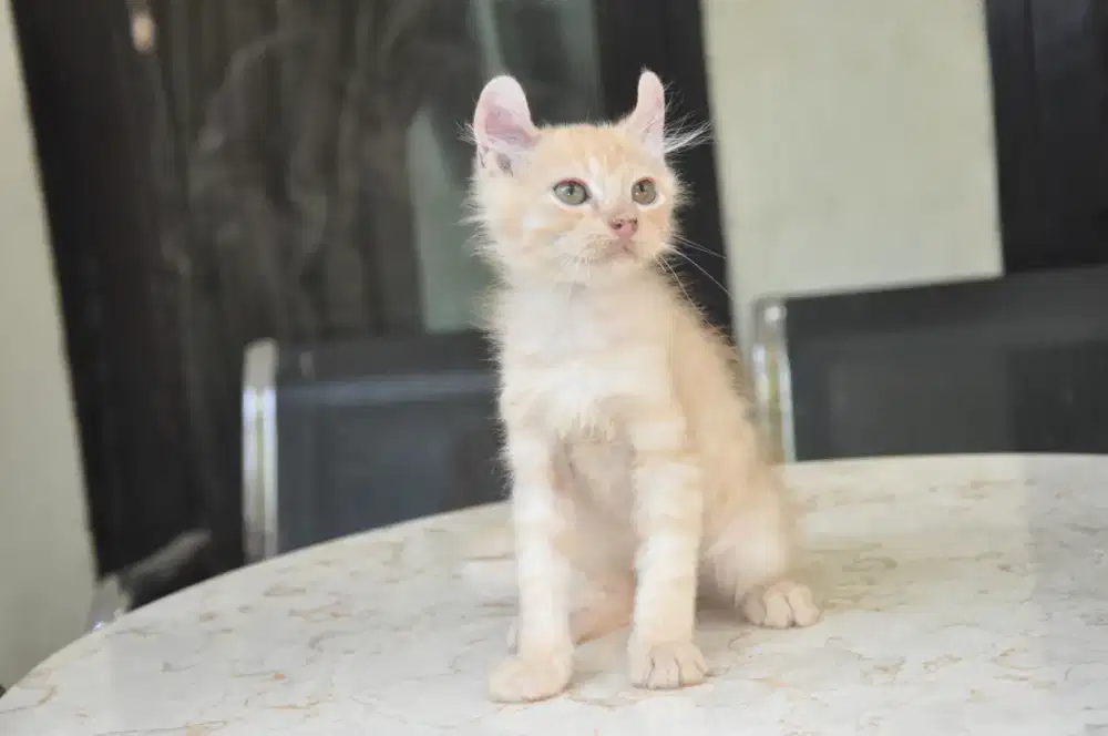 American curl oyenjantan