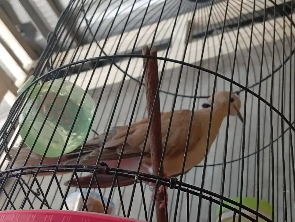 Jual burung puter jantan bunyi