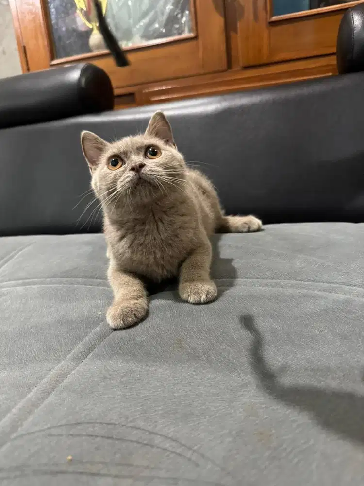 Kucing British Shorthair Jantan Lilac Usia 4bln Pure Kucing BSH Sehat