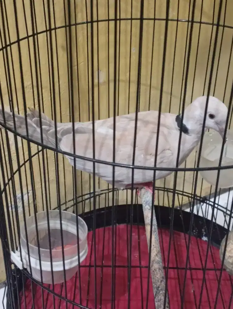 Jual burung puter jantan aktif bunyi