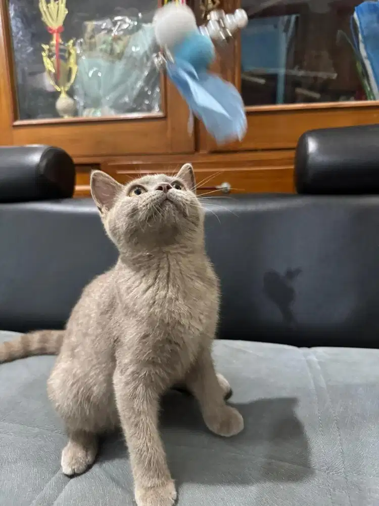 Kucing BSH British Shorthair Jantan Lilac Usia 4bln Pure BSH Sehat