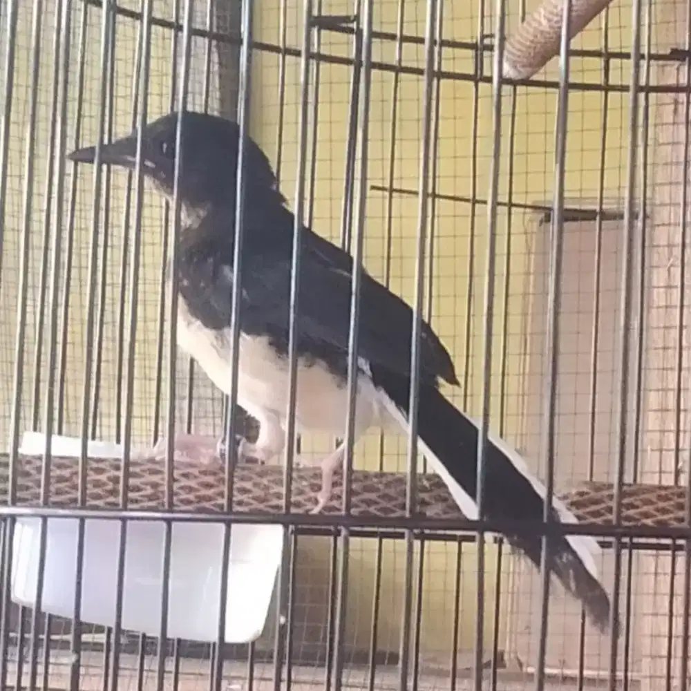 Murai batu trotolan 4blnan