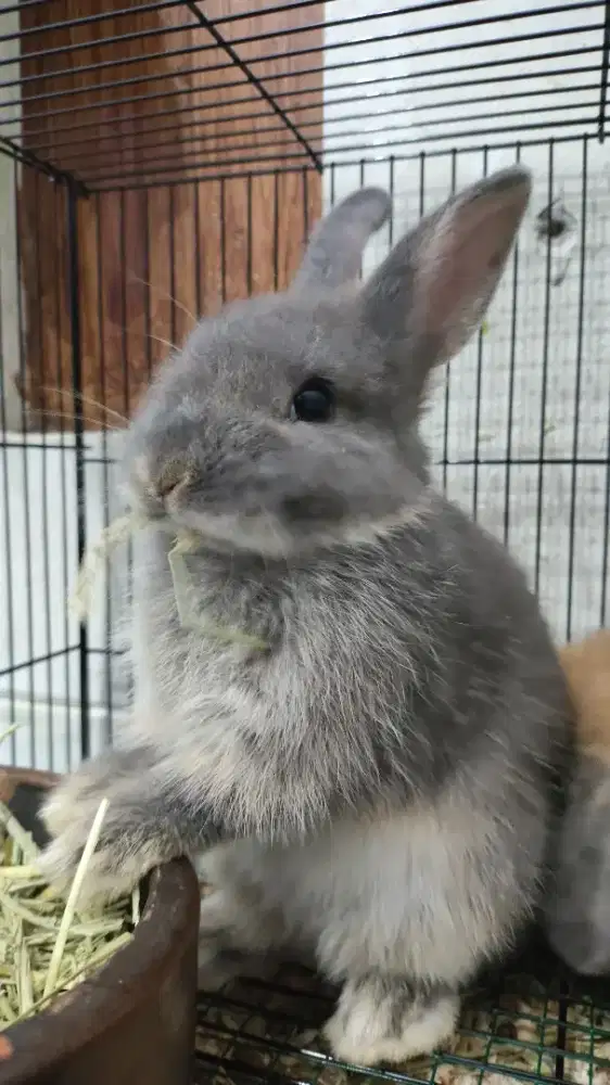 Kelinci Netherland Dwarf