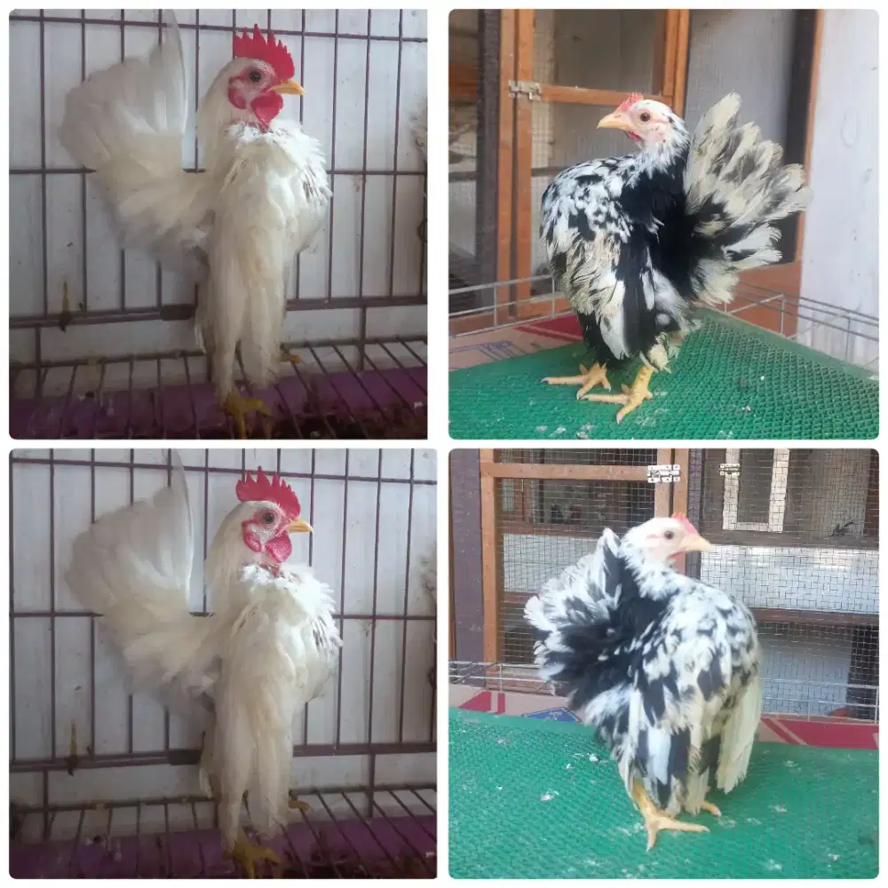 Sepasang ayam serama remaja