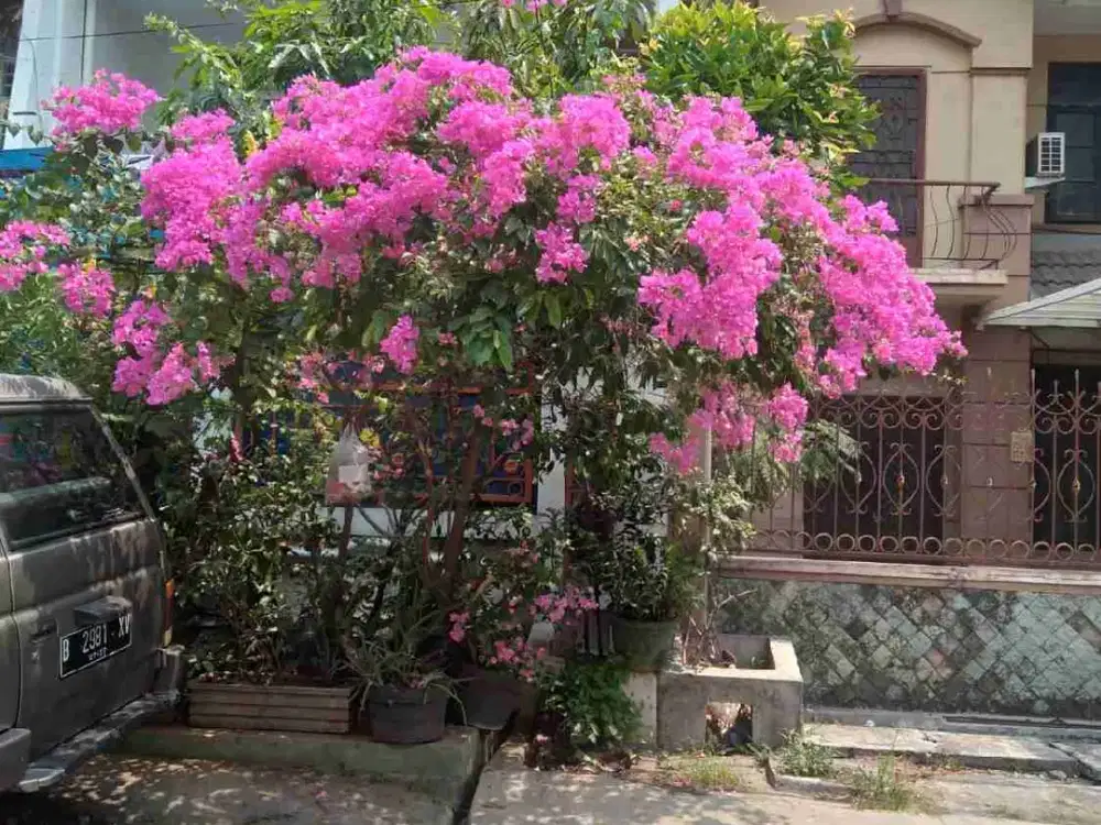 Di Jual Rumah Taman palem blok Favorit