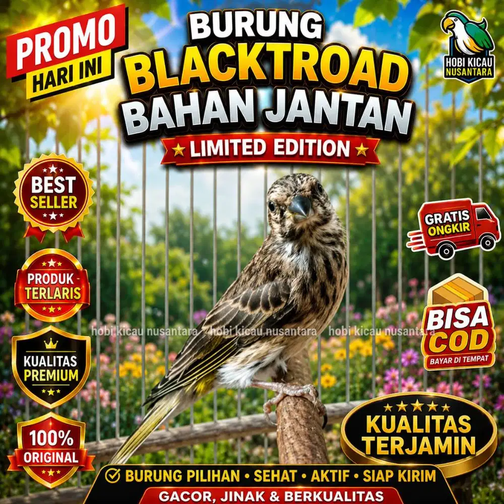 burung blacktrout BT bahan dan gacor ready stock