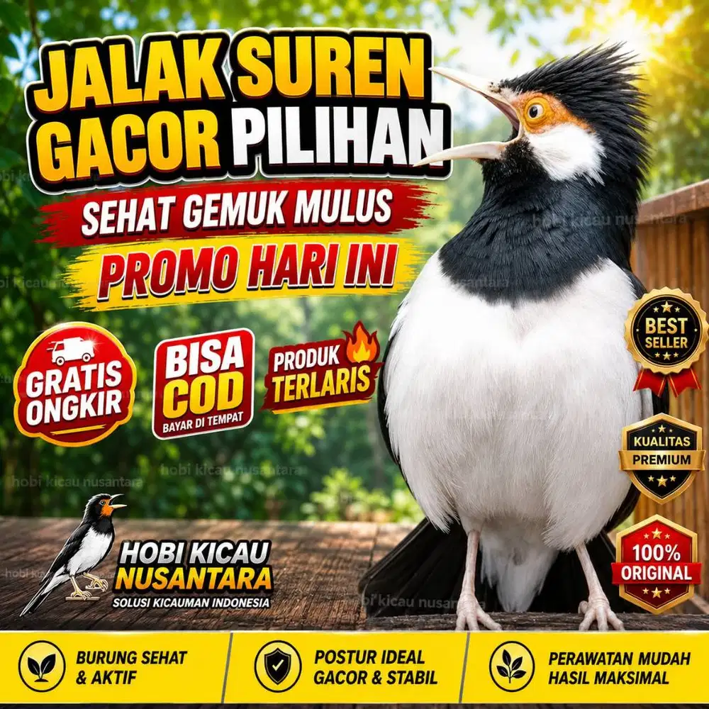 burung jalak suren jawa gacor pilihan