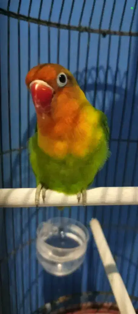 Burung Lovebird