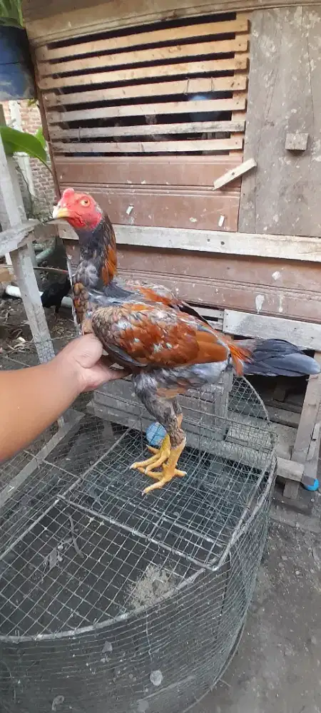Ayam mangon bagus