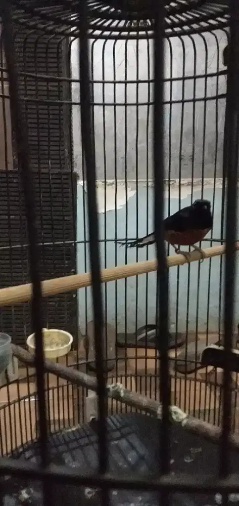 Murai batu prospek
