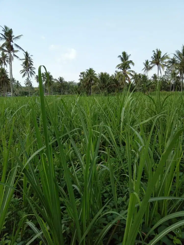 BU, dijual tanah perkebunan tebu