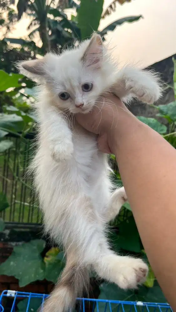 Kucing kitten persia putih betina