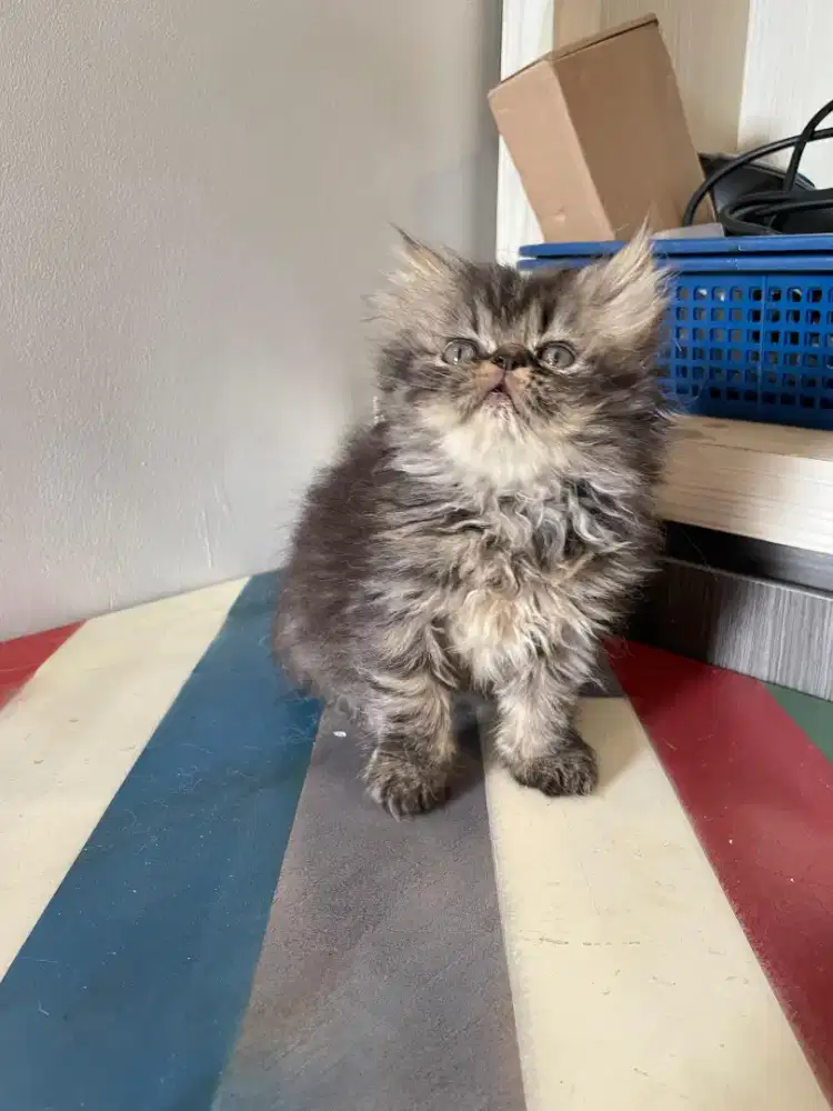 Lepas adopt kitten peaknose betina Torty 2 bulan
