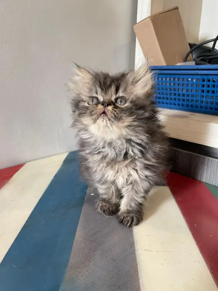 Lepas adopt kitten peaknose betina Torty 2 bulan